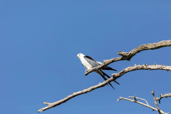 Ingoio Arroccato Aquilone Coda Elanoides Forficatus Uccello Rapace Appollaiato Ramo — Foto Stock