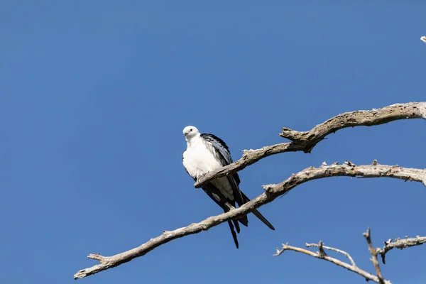Perched Swallow Tailed Kite Elanoides Forficatus Bird Prey Perches Branch — Stock Photo, Image