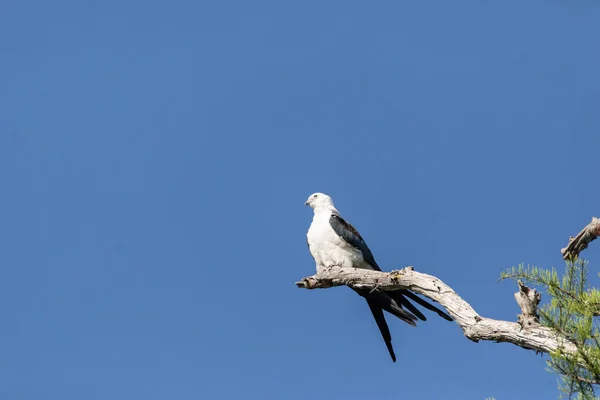 Hoge Zwaluw Staart Vlieger Elanoides Forficatus Roofvogel Zitstokken Een Tak — Stockfoto