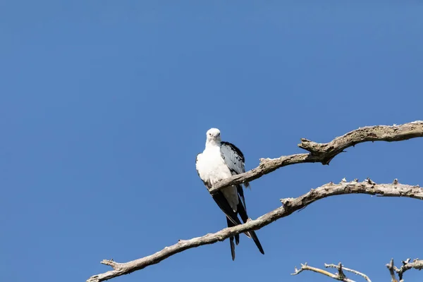 Hoge Zwaluw Staart Vlieger Elanoides Forficatus Roofvogel Zitstokken Een Tak — Stockfoto