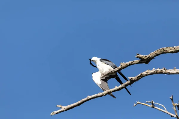 Preening Swallow Tailed Kite Elanoides Forficatus Bird Prey Perches Branch — Stock Photo, Image