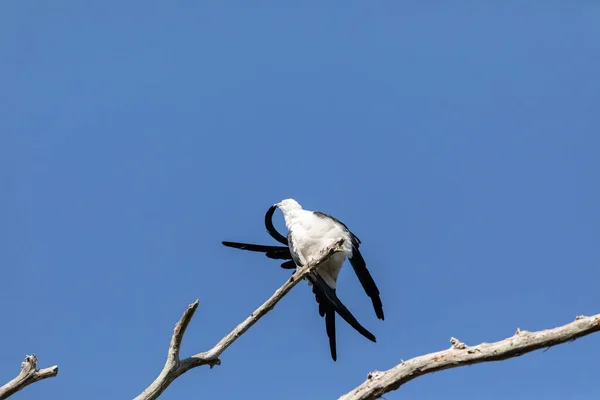 Preening Andorinha Cauda Papagaio Elanoides Forficatus Pássaro Rapina Poleiros Ramo — Fotografia de Stock