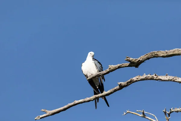 Perched Jaskółka Ogon Latawiec Elanoides Forficatus Ptak Drapieżnych Okonie Gałęzi — Zdjęcie stockowe