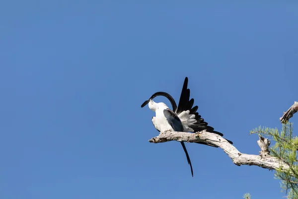 Greifvogel Elanoides Forficatus Sitzt Auf Einem Ast Seine Federn Naples — Stockfoto