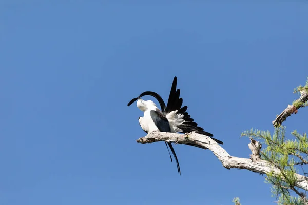 佛罗里达州那不勒斯市 一只食肉鸟栖息在树枝上 准备把它的羽毛清理干净 — 图库照片
