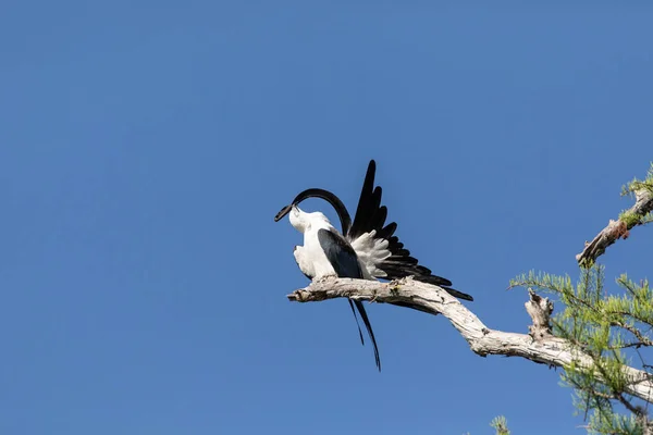 Pressione Rondine Coda Aquilone Elanoides Forficatus Uccello Rapace Appollaiati Ramo — Foto Stock