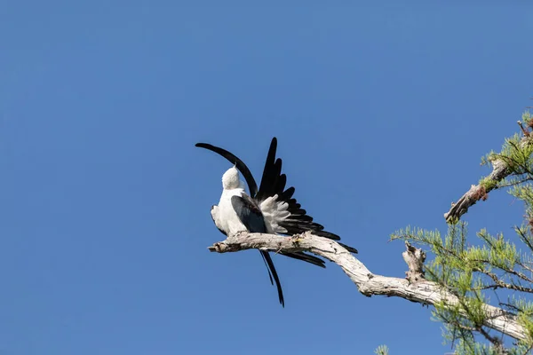 Pressione Rondine Coda Aquilone Elanoides Forficatus Uccello Rapace Appollaiati Ramo — Foto Stock