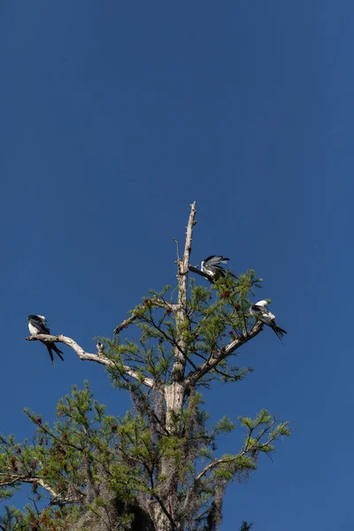 Drei Schwalbenschwanzmilane Elanoides Forficatus Greifvögel Sitzen Auf Einem Ast Federn — Stockfoto
