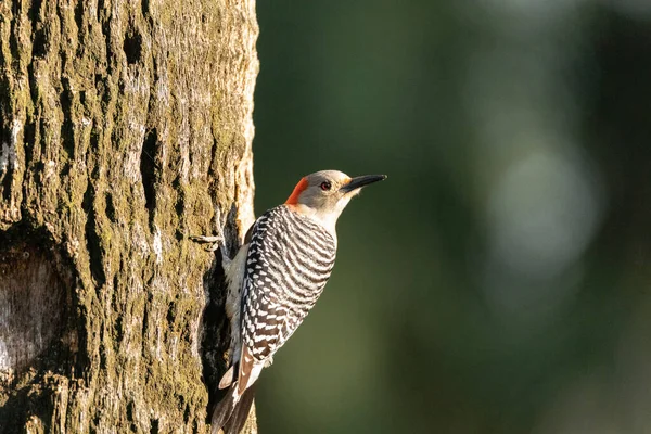 Pica Pau Barriga Vermelha Melanerpes Carolinus Uma Árvore Nápoles Flórida — Fotografia de Stock