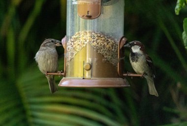 Florida, Napoli 'de bir çiftleşmiş ev serçesi Passer domesticus.