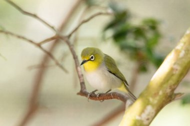 Japon Beyaz Gözlü Zosterops japonicus olarak bilinen sarı kuşun beyaz çerçeveli gözleri vardır ve Japonya 'da bulunur..