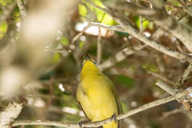 Japon Beyaz Gözlü Zosterops japonicus olarak bilinen sarı kuşun beyaz çerçeveli gözleri vardır ve Japonya 'da bulunur..
