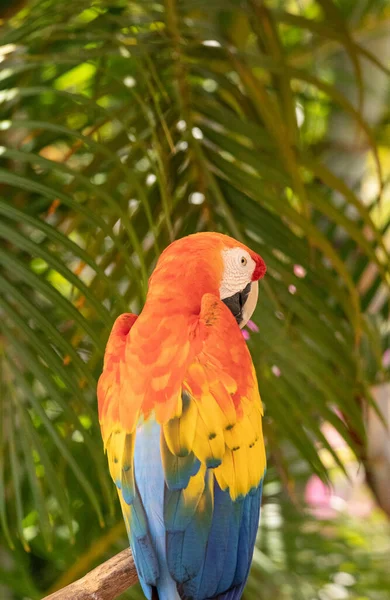 Catalina Macaw Ararauna Ara Macao Гибрид Алого Ара Синего Желтого — стоковое фото