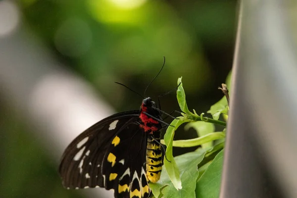 Női Közös Zöld Madárszárny Pillangó Ornithoptera Priamus Lóg Egy Növény — Stock Fotó