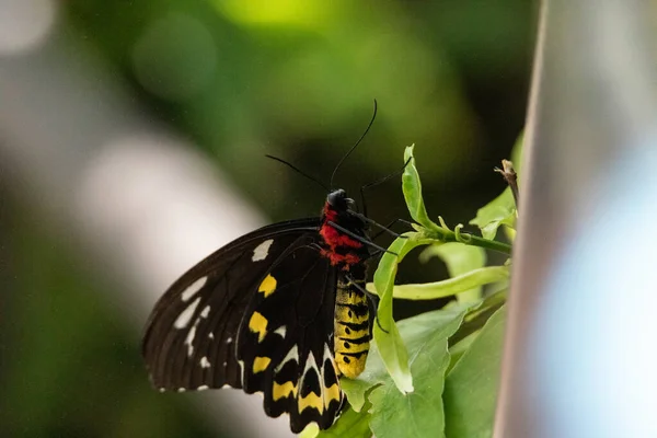 Female Common Green Birdwing Butterfly Ornithoptera Priamus Hangs Plant New — Stock Photo, Image