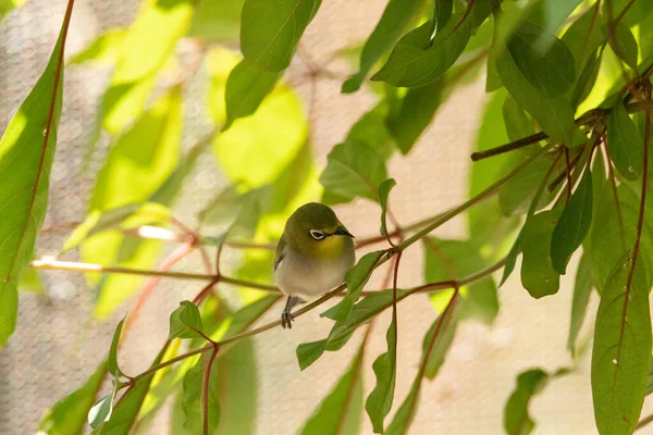 Yellow Bird Known Japanese White Eyes Zosterops Japonicus Has White — Stock Photo, Image