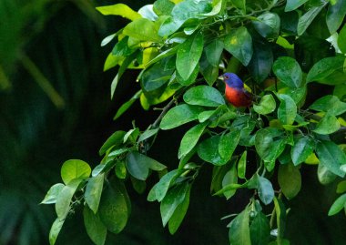 Yakut kırmızısı bir greyfurt ağacına tünemiş renkli bir erkek, Napoli, Florida 'da kiraz kuşunu arıyor.