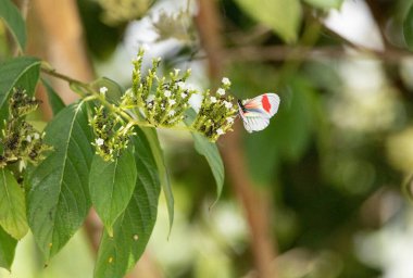 Güney ve Orta Amerika 'da soluk pembe postacı kelebeği Heliconius Melpomene bulunur..