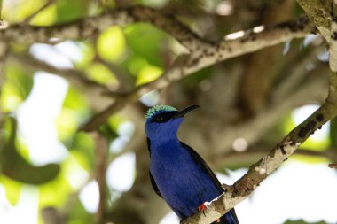 Peru 'da bir ağaç dalında kırmızı bacaklı bal sürüngeni Cyanerpes siyaneus..