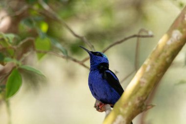 Peru 'da bir ağaç dalında kırmızı bacaklı bal sürüngeni Cyanerpes siyaneus..