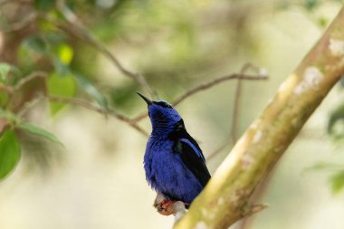Peru 'da bir ağaç dalında kırmızı bacaklı bal sürüngeni Cyanerpes siyaneus..