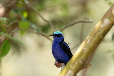 Peru 'da bir ağaç dalında kırmızı bacaklı bal sürüngeni Cyanerpes siyaneus..