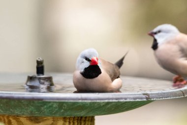 Kuş banyosunda yıkanan uzun kuyruklu ispinoz kuşu Poephila acuticauda Avustralya 'da serinliyor..