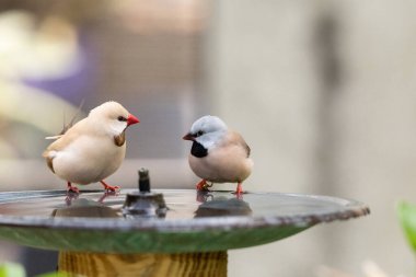 Kuş banyosunda yıkanan uzun kuyruklu ispinoz kuşu Poephila acuticauda Avustralya 'da serinliyor..