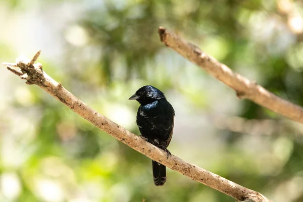 Verhoogd Mannelijk Blauw Zwart Grassquit Vogel Volatinia Jacarina Een Boom — Stockfoto
