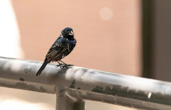 Arroccato Maschio Blu Nero Erboso Uccello Volatinia Jacarina Albero Messico — Foto Stock