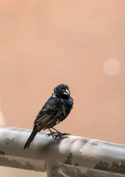Arroccato Maschio Blu Nero Erboso Uccello Volatinia Jacarina Albero Messico — Foto Stock