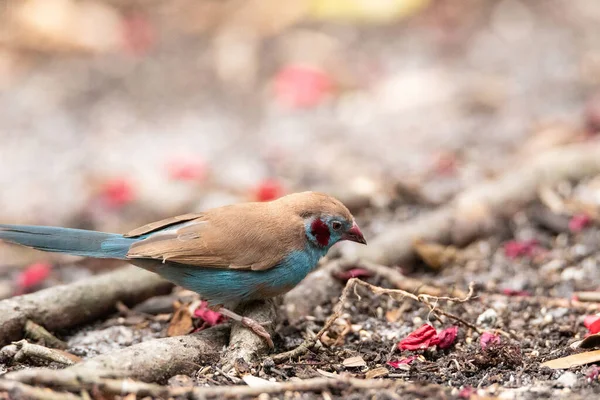 Male Red Cheeked Cordon Bleu Bird Uraeginthus Bengalus Tiny Bird — Stock Photo, Image