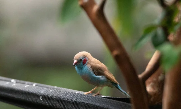 Macho Vermelho Cheeked Cordon Bleu Pássaro Uraeginthus Bengalus Pássaro Minúsculo — Fotografia de Stock
