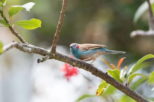 Uraeginthus Bengalus Ave Diminuta Que Proviene África — Foto de Stock