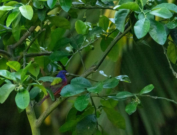 Perché Sur Pamplemousse Rouge Rubis Oiseau Bruant Coloré Peint Mâle — Photo