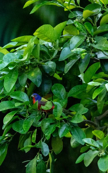 Находясь Рубиновом Красном Грейпфрутовом Дереве Красочный Самец Раскрашенной Птицы Passerina — стоковое фото