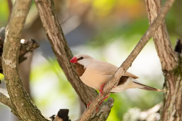 Long Tailed Finch Bird Poephila Acuticauda Perches Tree Australia — Stock Photo, Image