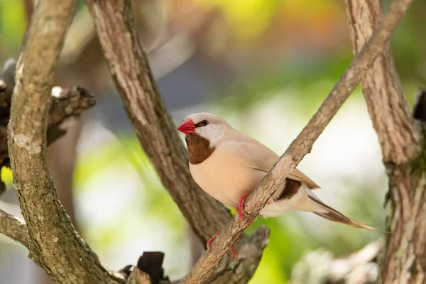 Burung Finch Ekor Panjang Poephila Acuticauda Bertengger Pohon Australia — Stok Foto