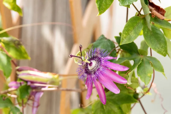 Afroditas Púrpura Camisón Pasión Passiflora Flor Híbrida Crece Jardín Botánico — Foto de Stock