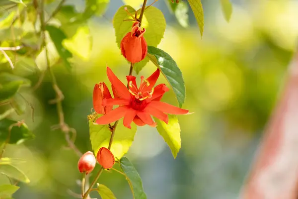 Laranja Vermelho Colorido Paixão Flor Piresii Conhecido Como Passiflora Piresii — Fotografia de Stock