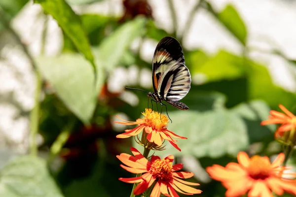 Mariposa Cartero Rosa Pálido Heliconius Melpomene Encuentra Toda América Del — Foto de Stock