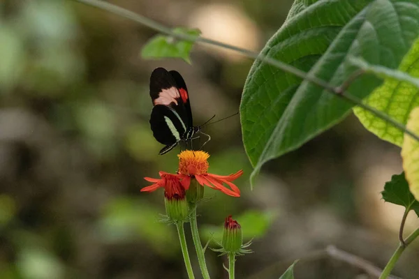 Halvány Rózsaszín Postás Pillangó Heliconius Melpomene Található Egész Dél Közép — Stock Fotó