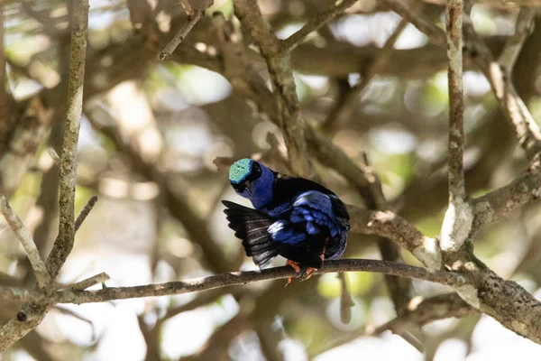 Cyanerpes Cyaneus Sur Une Branche Arbre Pérou — Photo