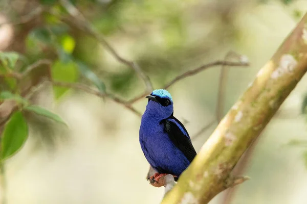 Cyanerpes Cyaneus Rampant Pattes Rouges Sur Une Branche Arbre Pérou — Photo