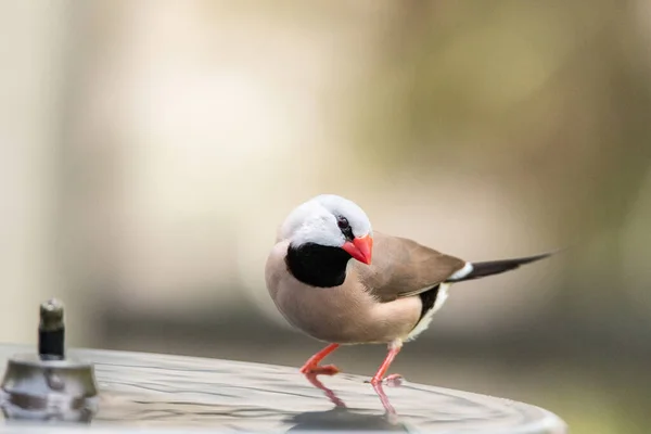 Bathing Bird Bath Long Tailed Finch Bird Poephila Acuticauda Cools — Stock Photo, Image