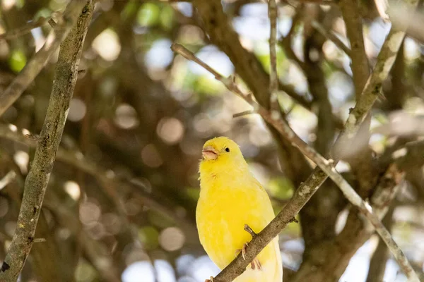 Varón Amarillo Brillante Atlantic Canary Bird Serinus Canaria Encuentra Las — Foto de Stock