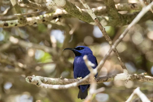 Sárgalábú Mézelő Cyanerpes Caeruleus Egy Brazíliában — Stock Fotó