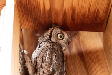 Doğu baykuşunu uyarın. Megasops asio Bonita Springs, Florida 'da bir yuvada.