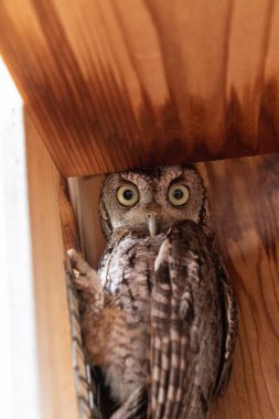Doğu baykuşunu uyarın. Megasops asio Bonita Springs, Florida 'da bir yuvada.