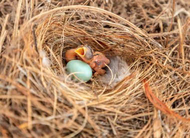 Aç Doğu Mavi Kuşu Sialia Sialis Bonita Springs, Florida 'da bir yuvada yumurtadan çıkıyor.